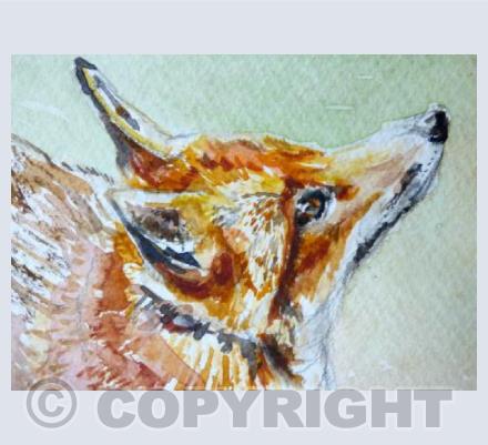 Attentive Fox
