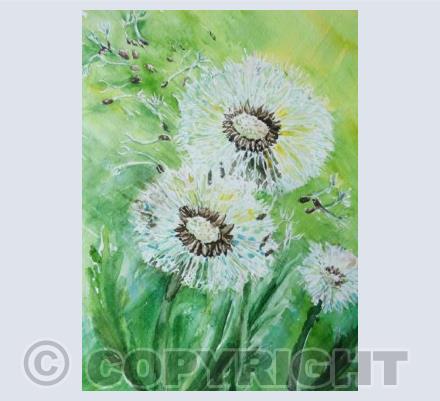 Dandelion clocks