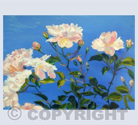 Rambling roses