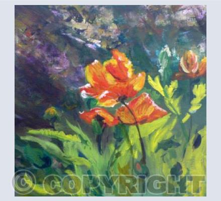 Sunlit poppies 