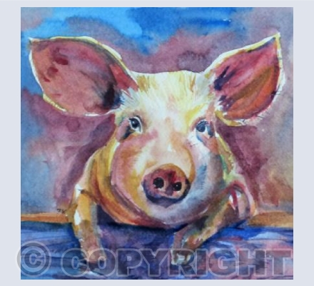 Pig