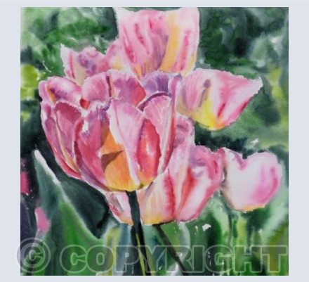 Pink Tulips