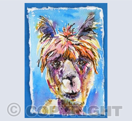Alpaca