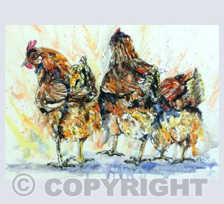 Chooks