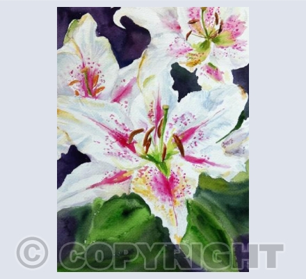 Stargazer Lily
