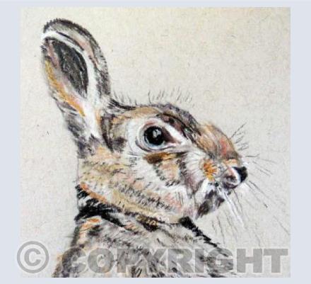 Rabbit