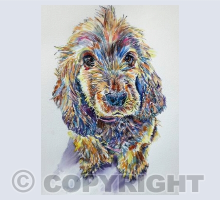Colourful Dog