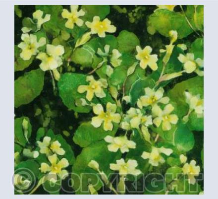 Plenty of Primroses