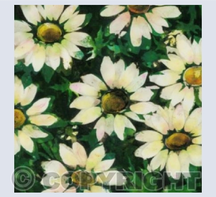 Big White Daisies