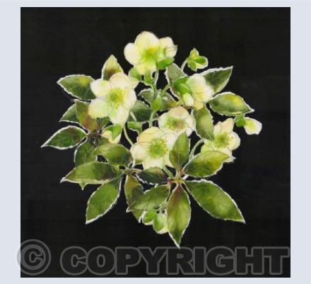 Hellebore (on black)