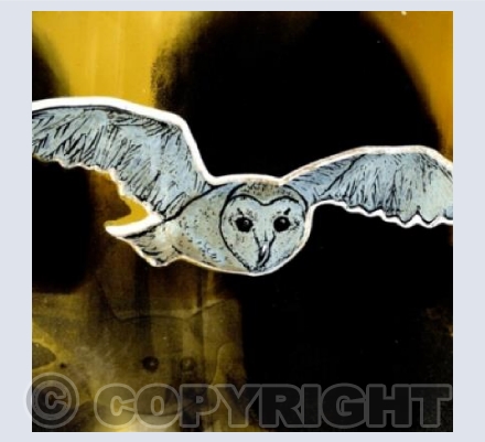 Barn Owl