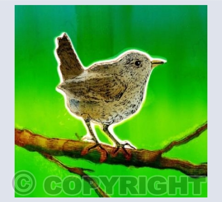 Jenny Wren