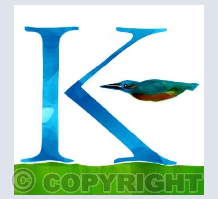 K for Kingfisher (on white)