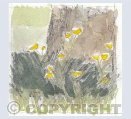 Victoria Park Buttercups