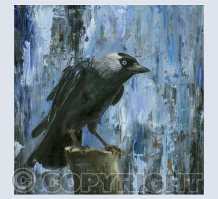 Jackdaw oil on board