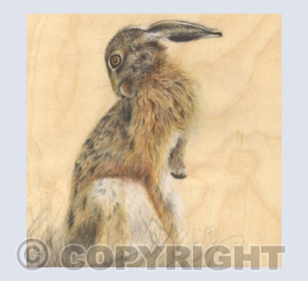 Brown Hare Grooming