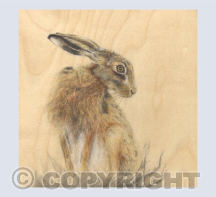Meadow Hare