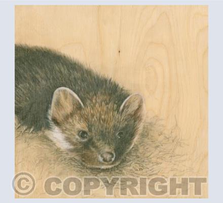 Pine Marten