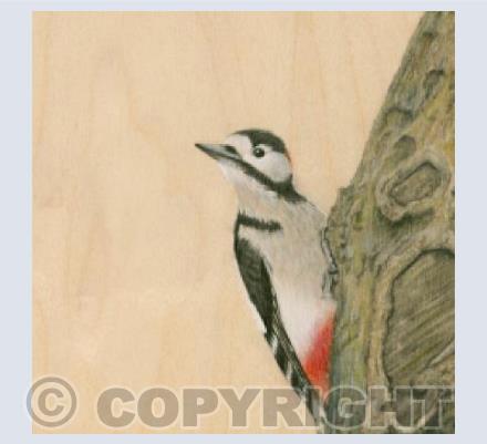 Woodpecker