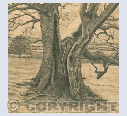 Lightning Tree