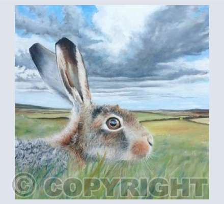 Hare and Sky