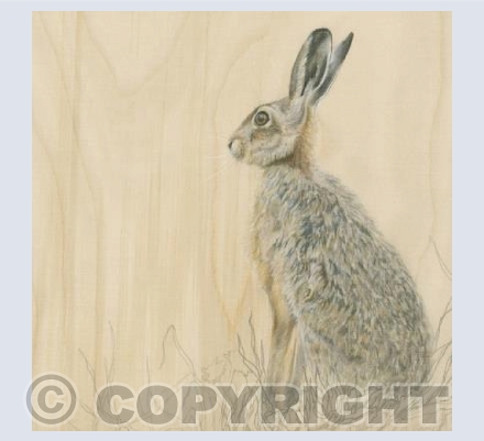 Brown Hare in Grass