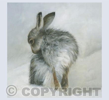 Mountain Hare - 4
