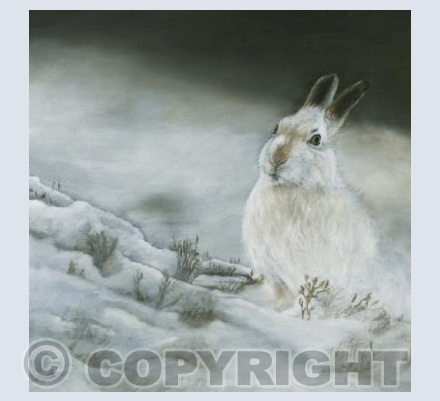 Mountain Hare - 3