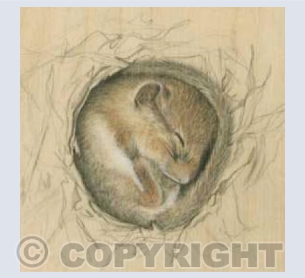 Sleeping Dormouse