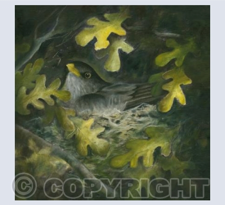  Nest