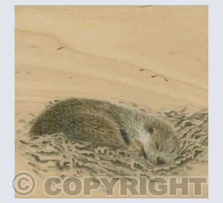 Otter 2