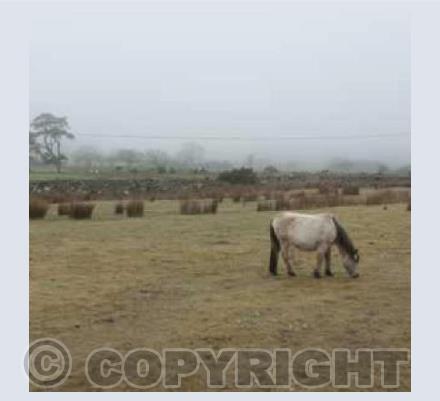 Dartmoor Wild Pony