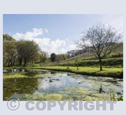 The Pond