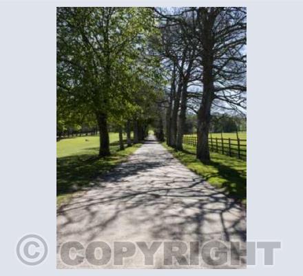 The Path