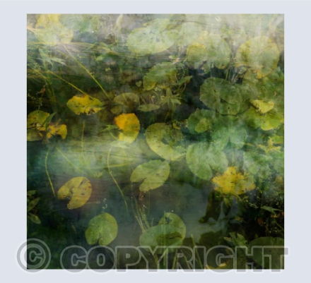 Water Lily IV