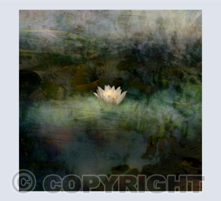 Water Lily card
