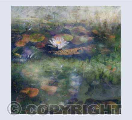 Water Lily V