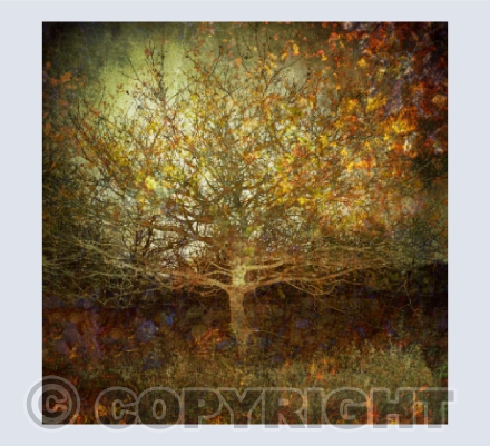 Autumn Oak Card