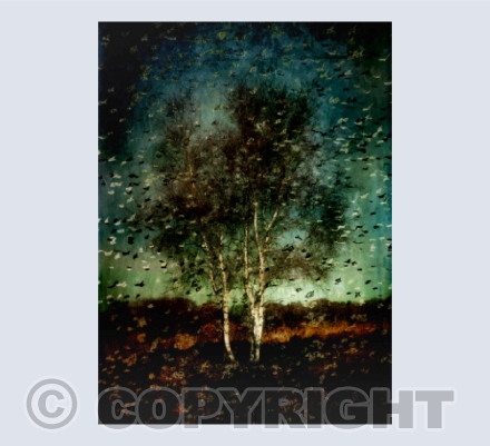 Silver Birches & Starlings