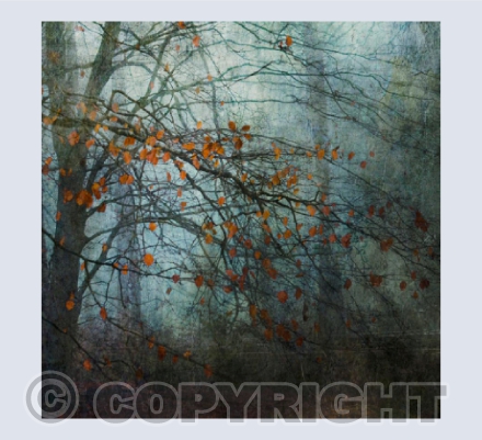 Bulbarrow Beech