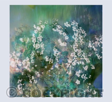 Cherry Blossom