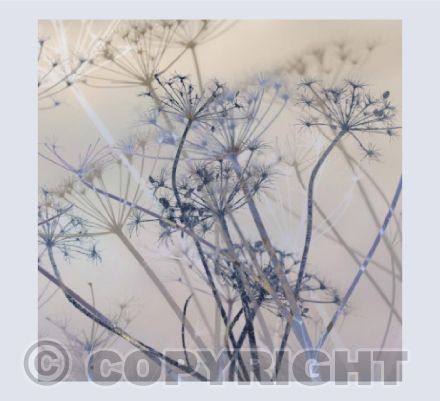 Hogweed