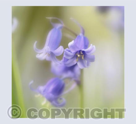 Bluebell