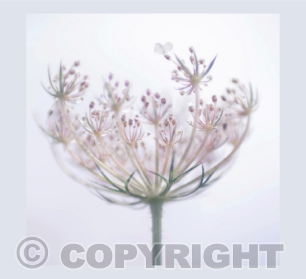 Wild Carrot card II