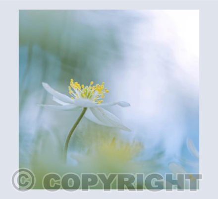 Wood Anemone card