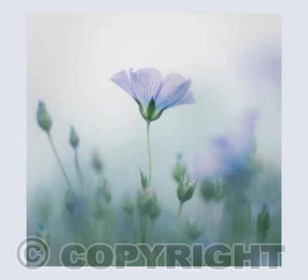 Flax