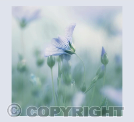 Flax II