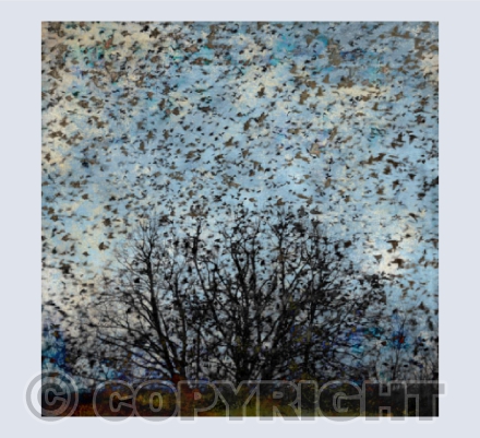 Murmuration card