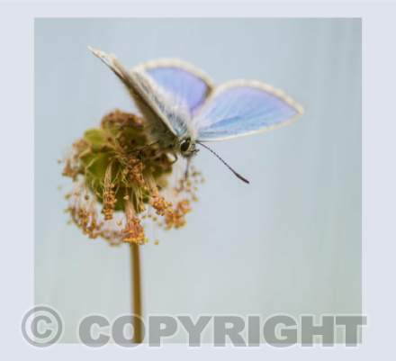 Adonis Blue Butterfly
