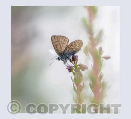 Silver Studded Blue
